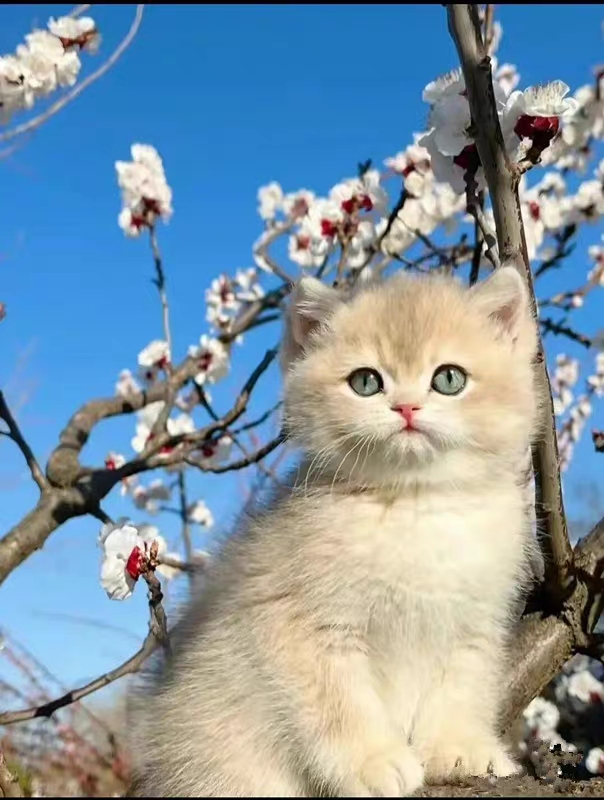 猫舍直销,批发价出售,蓝金渐层